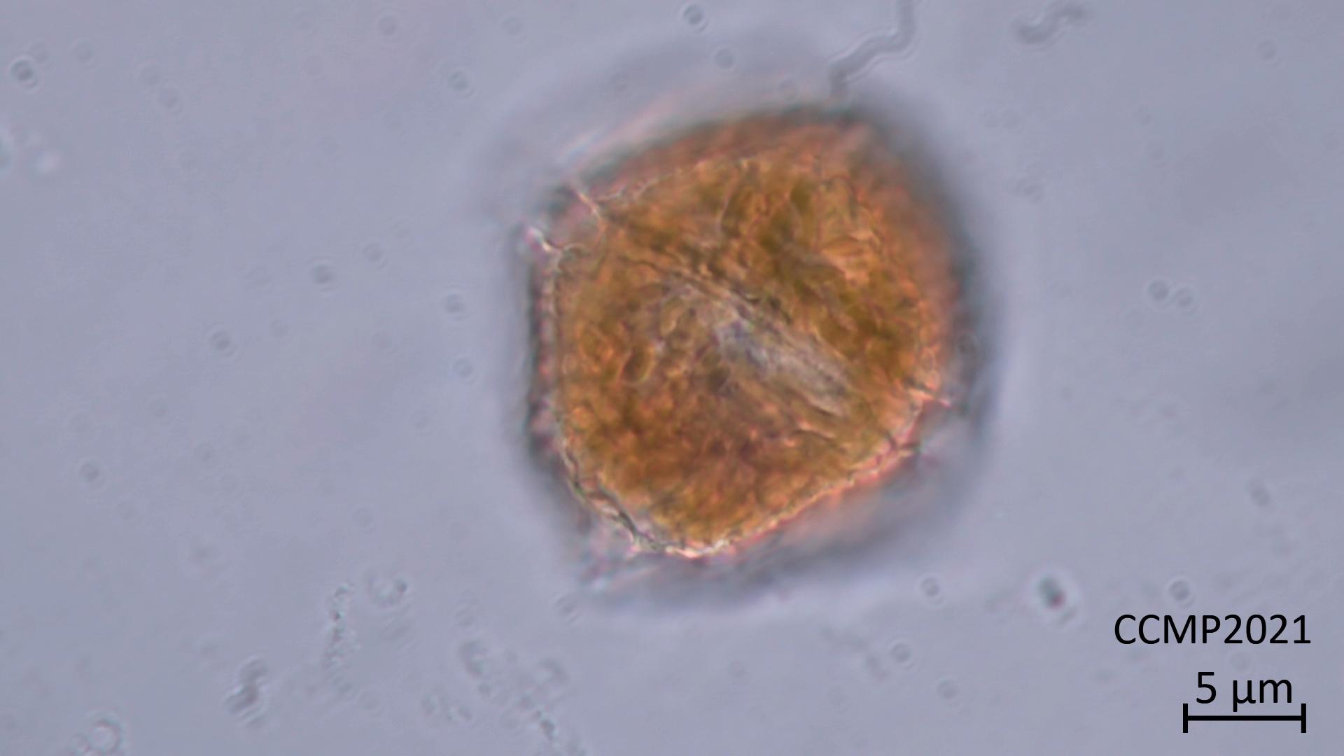 CCMP2021 | NCMA at Bigelow Laboratory